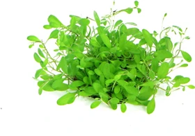 Dennerle Wasserpflanze In-Vitro G50 Glossostigma Elatinoides