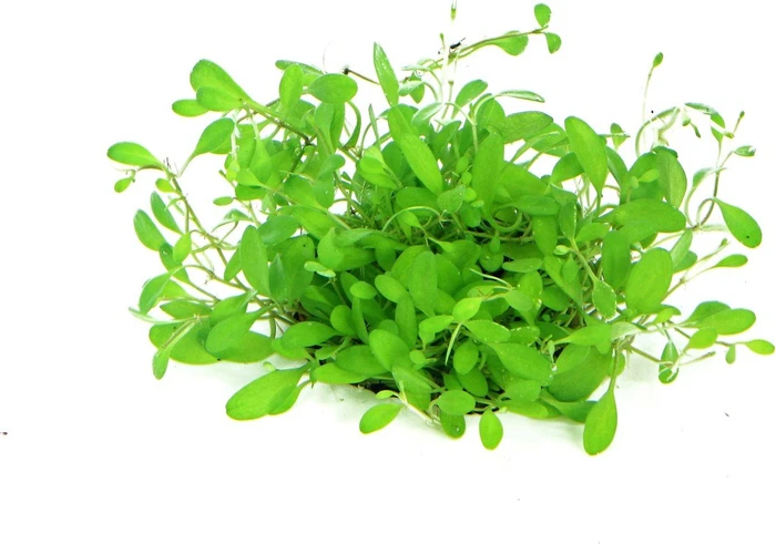 Dennerle Wasserpflanze In-Vitro G50 Glossostigma Elatinoides