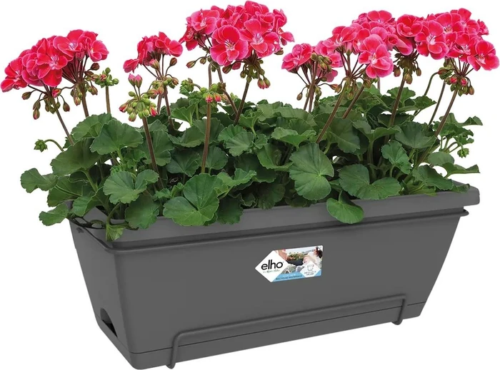 Elho Barcelona XL All-In-1 55x34cm anthrazit