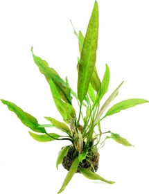 Dennerle Wasserpflanze In-Vitro C221 Cryptocoryne Usteriana