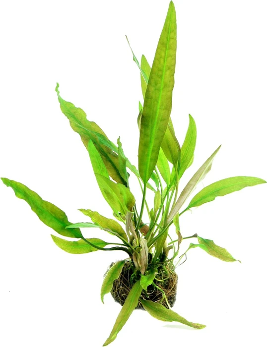 Dennerle Wasserpflanze In-Vitro C221 Cryptocoryne Usteriana