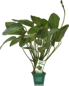 Dennerle Roter Ozelot Echinodorus Ozelot XL Topfpflanze