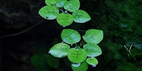 Tropica Wasserpflanze In-Vitro 1-2-Grow! Limnobium Laevigatum