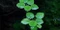 Tropica Wasserpflanze In-Vitro 1-2-Grow! Limnobium Laevigatum Vorschaubild