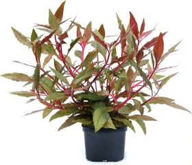 Dennerle Alternanthera reineckii ROT XL Topfpflanze von Dennerle