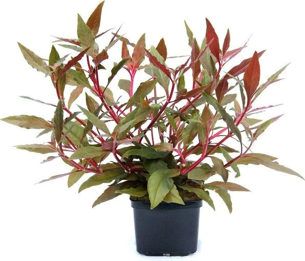 Dennerle Alternanthera reineckii ROT XL Topfpflanze von Dennerle