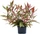 Dennerle Alternanthera reineckii ROT XL Topfpflanze von Dennerle