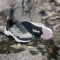 adidas Terrex AX4 GTX silver green/preloved fig/core black (Damen) Vorschaubild