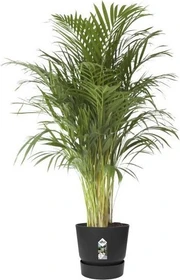 Elho Greenville 47cm living schwarz