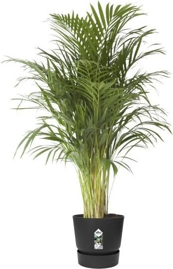 Elho Greenville 47cm living schwarz