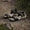 adidas Terrex Hydroterra olive strata/core black/wonder beige Vorschaubild