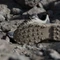 adidas Terrex Eastrail 3 beige/tent green/grey four (Herren) Vorschaubild