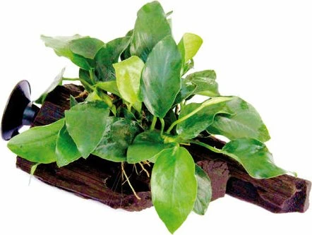 Dennerle Zwergspeerblatt - Anubias barteri var. nana auf Wurzel mit Sauger