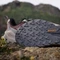 adidas Terrex Trailmaker 2 GTX Speed Lace burgundy/preloved fig/grey two (Damen) Vorschaubild