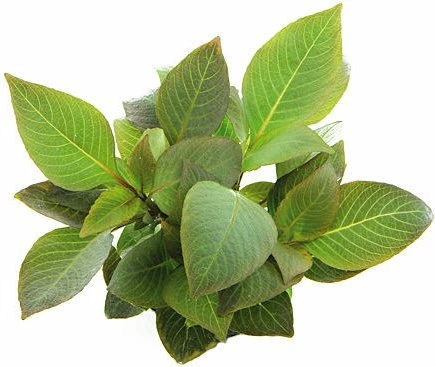 Dennerle Kurzstängeliger Wasserfreund - Hygrophila corymbosa Kompakt