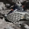 adidas Terrex Skychaser Mid GTX core black/grey one (Herren) Vorschaubild