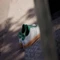 adidas Advantage 2.0 core white/preloved green Vorschaubild