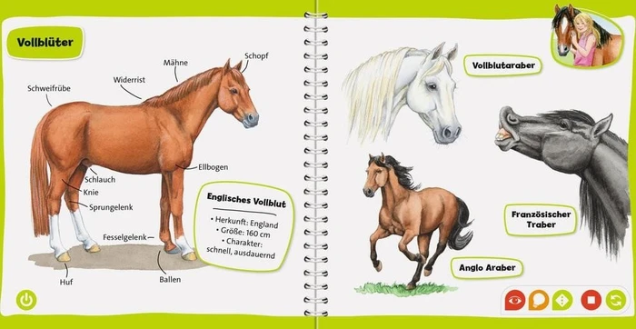 Ravensburger tiptoi Buch: Pocket Wissen: Pferde und Ponys