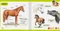 Ravensburger tiptoi Buch: Pocket Wissen: Pferde und Ponys Vorschaubild
