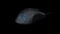 Roccat Kone Pure schwarz, USB Vorschaubild