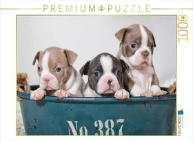Calvendo Colored Boston Terrier Geschwister Lilac und Blue/White