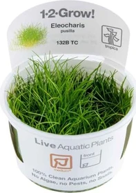 Tropica Wasserpflanze In-Vitro 1-2-Grow! Eleocharis Acicularis Mini