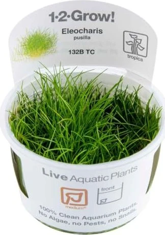 Tropica Wasserpflanze In-Vitro 1-2-Grow! Eleocharis Acicularis Mini