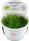 Tropica Wasserpflanze In-Vitro 1-2-Grow! Eleocharis Acicularis Mini Vorschaubild