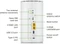Zyxel Nebula FWA515, Router, 5G, BE7200 Vorschaubild