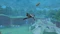 The Legend of Zelda: Skyward Sword HD (Switch) Vorschaubild