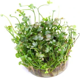 Dennerle Wasserpflanze In-Vitro M90 Marsilea Hirsuta