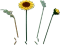 LEGO Botanicals - Sonnenblumen Vorschaubild