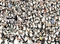 Clementoni Impossible The Penguins from Madagascar Vorschaubild