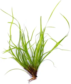 Dennerle Wasserpflanze In-Vitro J10 Juncus Repens