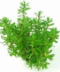 Dennerle Wasserpflanze In-Vitro D10 Didiplis Diandra
