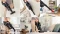 Bosch Unlimited 10 BKS1051POW Akku-Handstaubsauger Vorschaubild