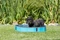 Trixie Hundepool, 70cm Vorschaubild