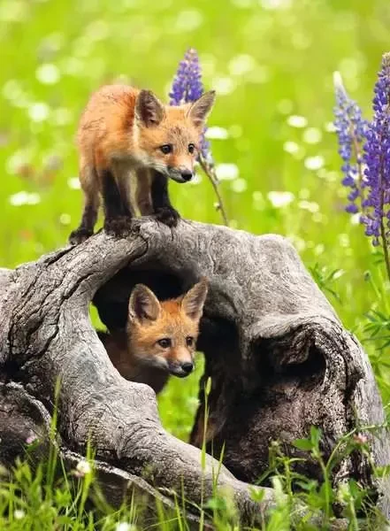 Ravensburger Puzzle Freche Füchse