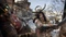 Assassin's Creed: Shadows (PS5) Vorschaubild