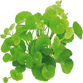 Dennerle Brasilianischer Wassernabel - Hydrocotyle leucocephala getopft