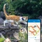Tractive CAT 4, GPS Tracker für Katzen, Befestigung, Mitternachtsblau Vorschaubild