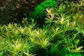 Tropica Wasserpflanze In-Vitro 1-2-Grow! Rotala Vietnam H'ra