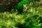Tropica Wasserpflanze In-Vitro 1-2-Grow! Rotala Vietnam H'ra Vorschaubild