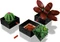 LEGO Botanicals - Sukkulenten Vorschaubild