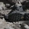 adidas Terrex Skychaser Mid GTX core black/grey two/grey six (Damen) Vorschaubild