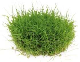 Dennerle Wasserpflanze In-Vitro E400 Eleocharis Pusilla