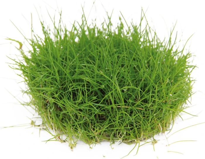 Dennerle Wasserpflanze In-Vitro E400 Eleocharis Pusilla