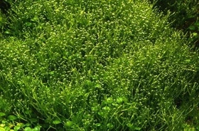 Tropica Wasserpflanze In-Vitro 1-2-Grow! Riccia Fluitans