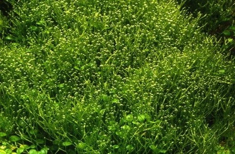 Tropica Wasserpflanze In-Vitro 1-2-Grow! Riccia Fluitans