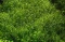 Tropica Wasserpflanze In-Vitro 1-2-Grow! Riccia Fluitans Vorschaubild
